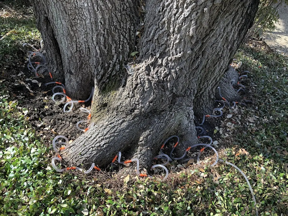 Detailed Tree Cabling and Bracing job site in East Pittsburgh