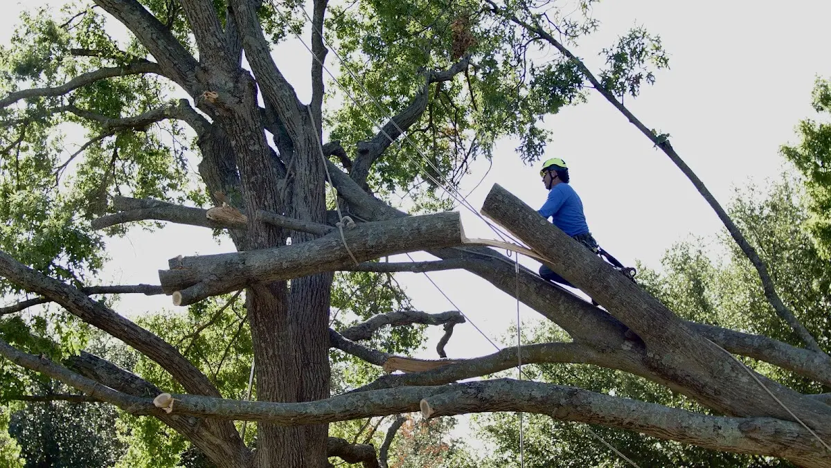 Professional Crown Thinning performed by certified arborists in East Pittsburgh