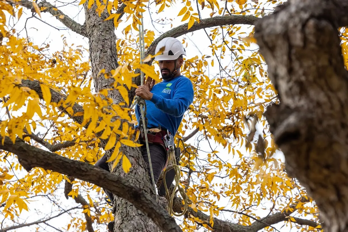 Skilled Tree Pruning crew working in East Pittsburgh
